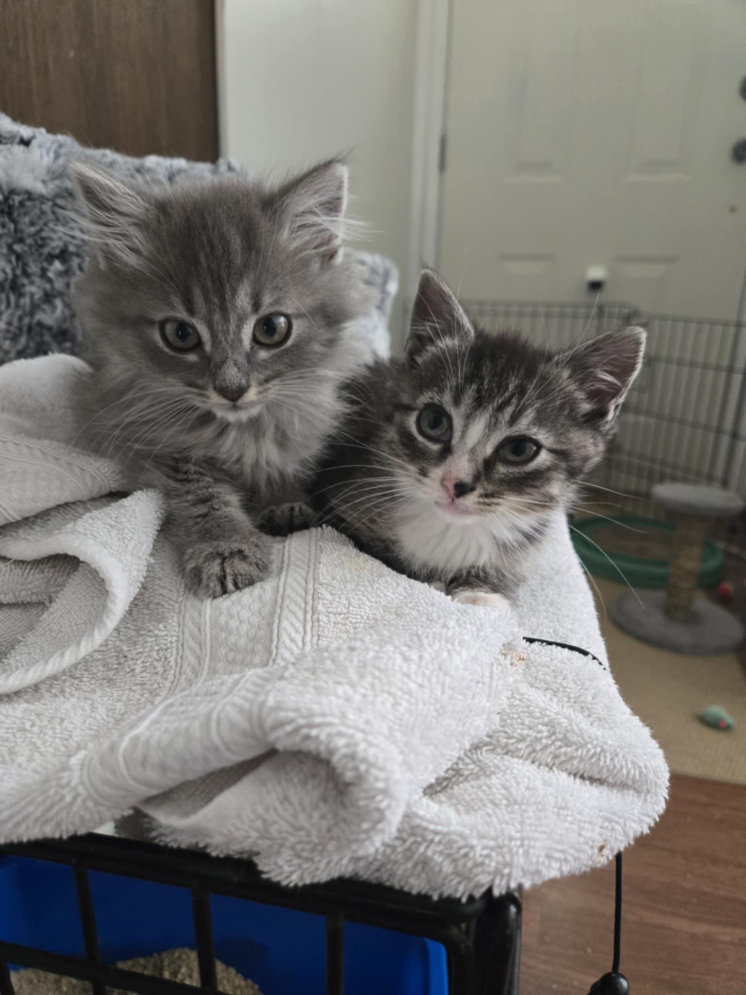 Addie & Allister, an adoptable Tabby in Courtenay, BC, V9N 7T4 | Photo Image 4