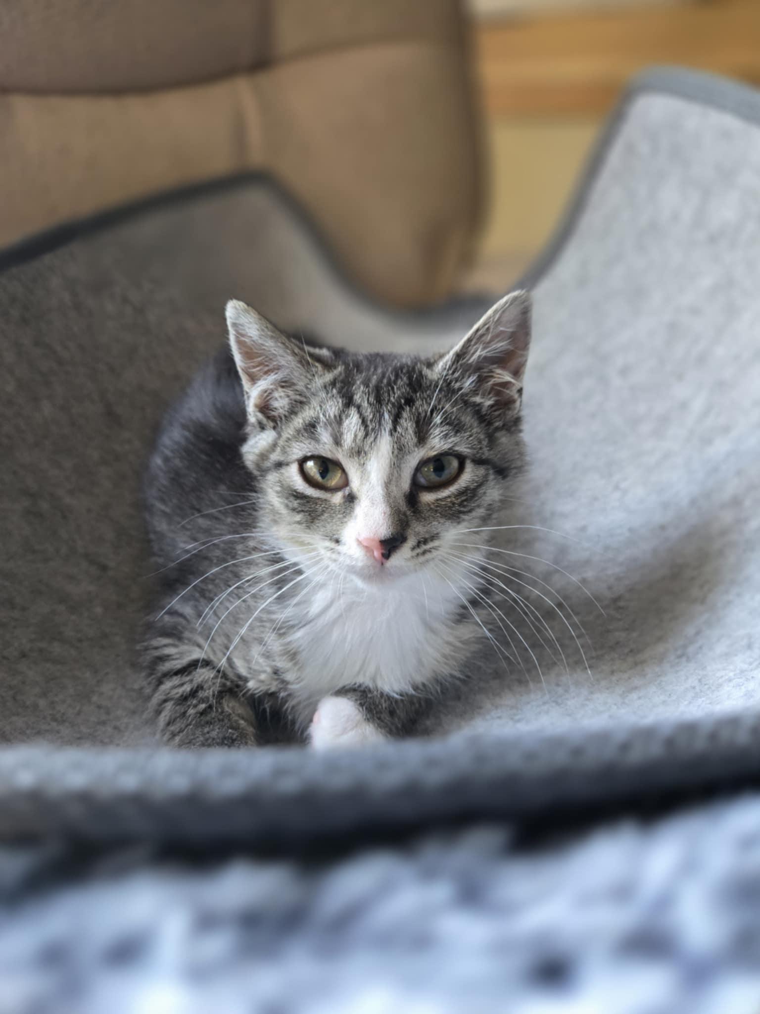 Addie & Allister, a Adoptable mixed breed in Courtenay, BC image 5/6