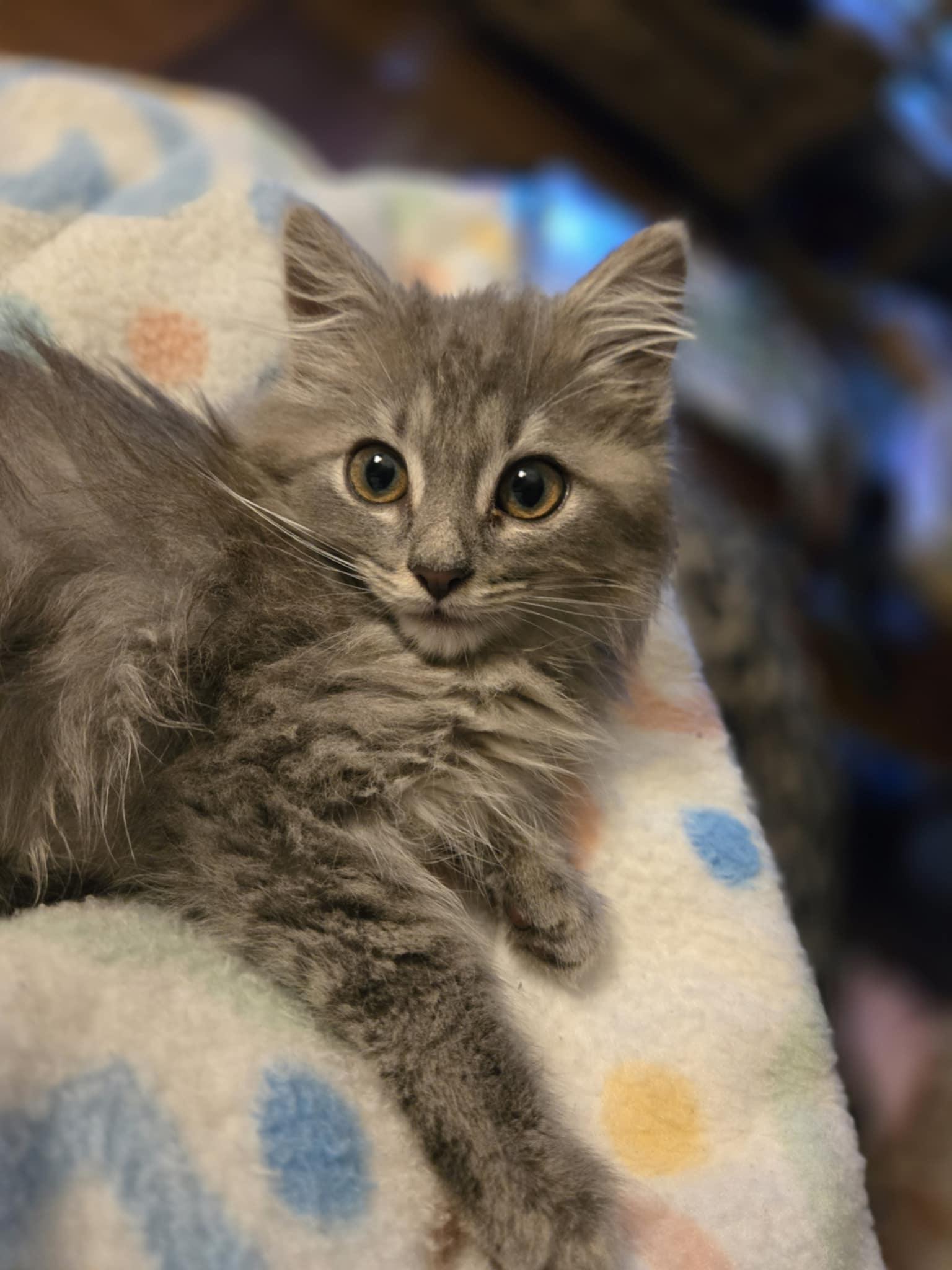 Addie & Allister, an adoptable Tabby in Courtenay, BC, V9N 7T4 | Photo Image 6