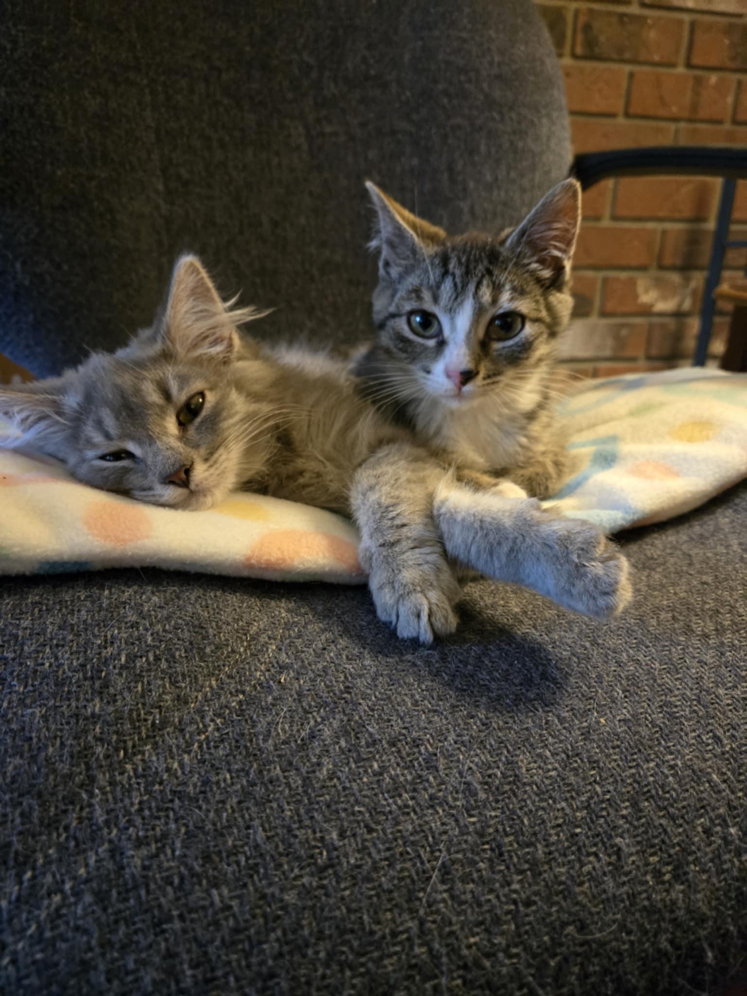Addie & Allister, Adoptable, Kitten Male Tabby.