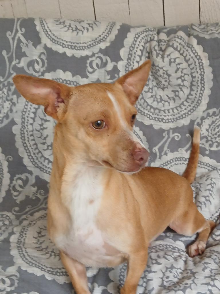 Brodie, Adoptable, Young Male Chihuahua.