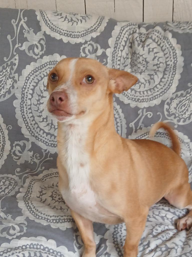 Enlarge Brodie, a Adoptable Chihuahua in Fort Worth, TX image 2/6