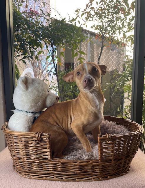 Brodie, a Adoptable Chihuahua in Fort Worth, TX image 1/2