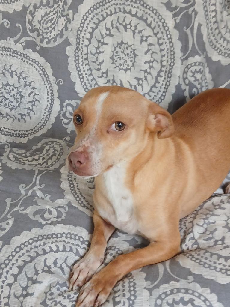 Enlarge Brodie, a Adoptable Chihuahua in Fort Worth, TX image 4/6