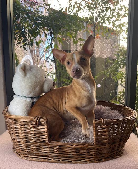 Brodie, a Adoptable Chihuahua in Fort Worth, TX image 2/2