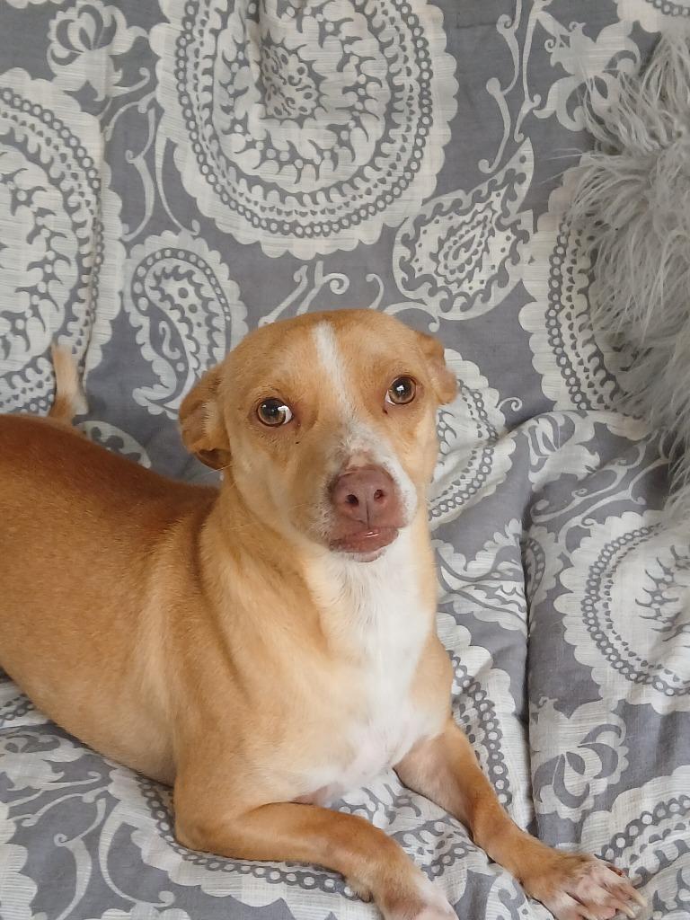 Enlarge Brodie, a Adoptable Chihuahua in Fort Worth, TX image 6/6