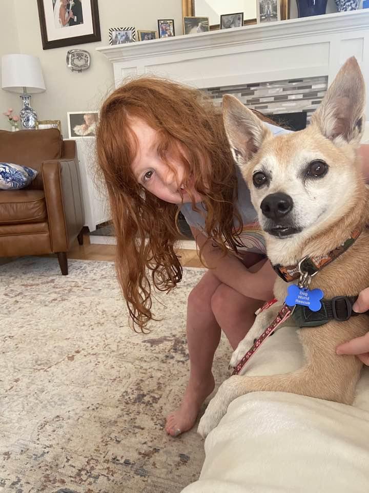 Ramsey, a Adopted mixed breed in Clifton, VA image 1/3