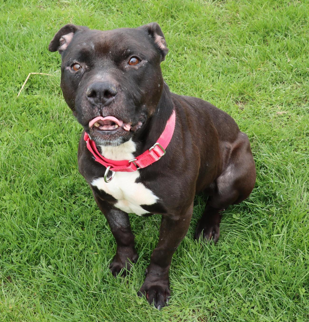 Enlarge Jet, a ADOPTABLE mixed breed in Euclid, OH image 3/6