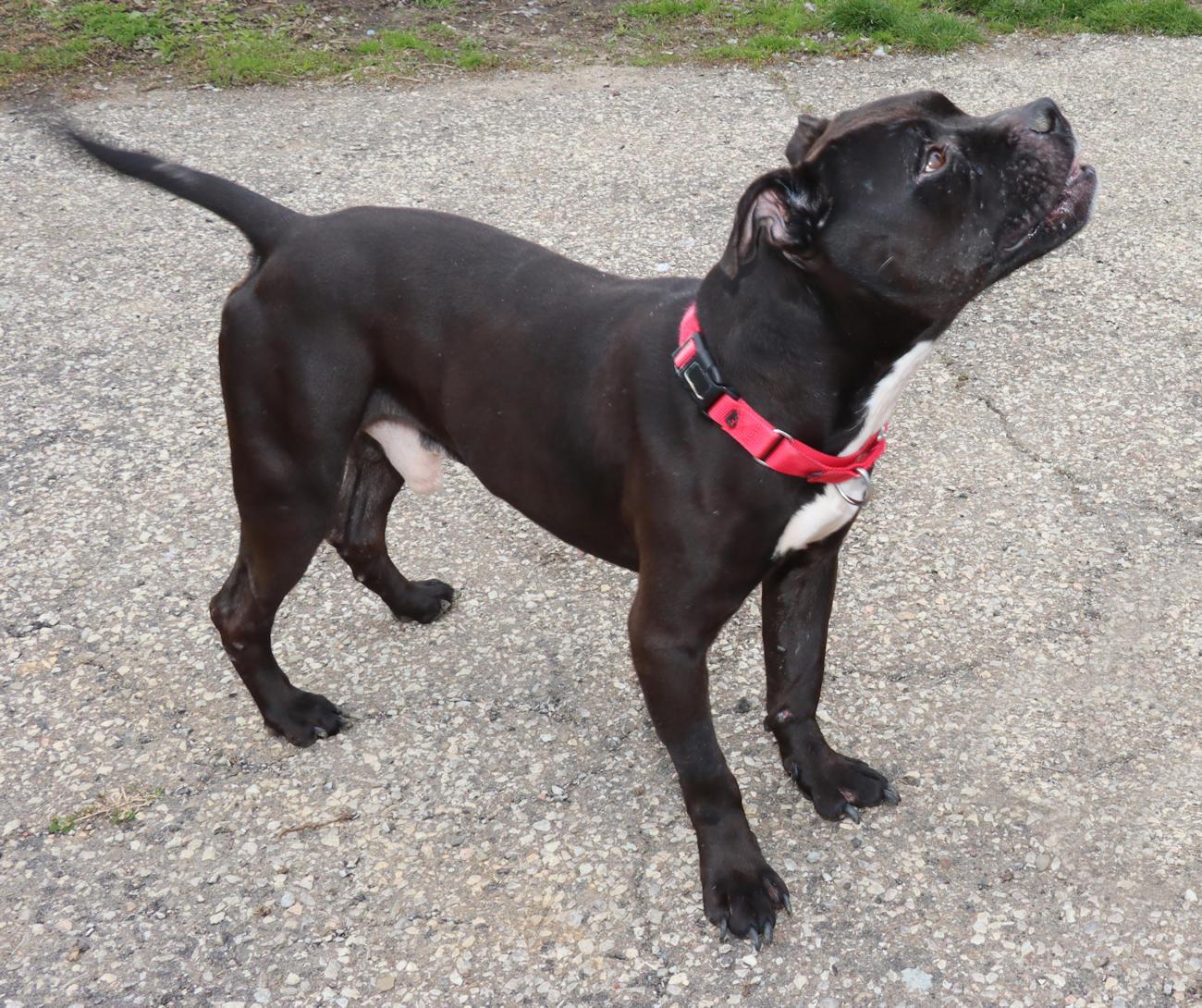 Enlarge Jet, a ADOPTABLE mixed breed in Euclid, OH image 4/6