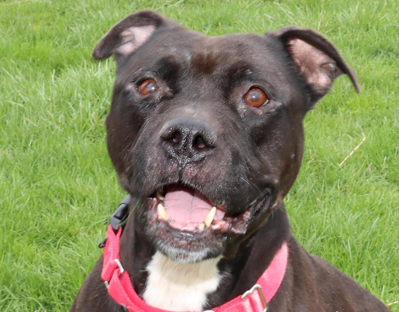 Enlarge Jet, a ADOPTABLE mixed breed in Euclid, OH image 1/6