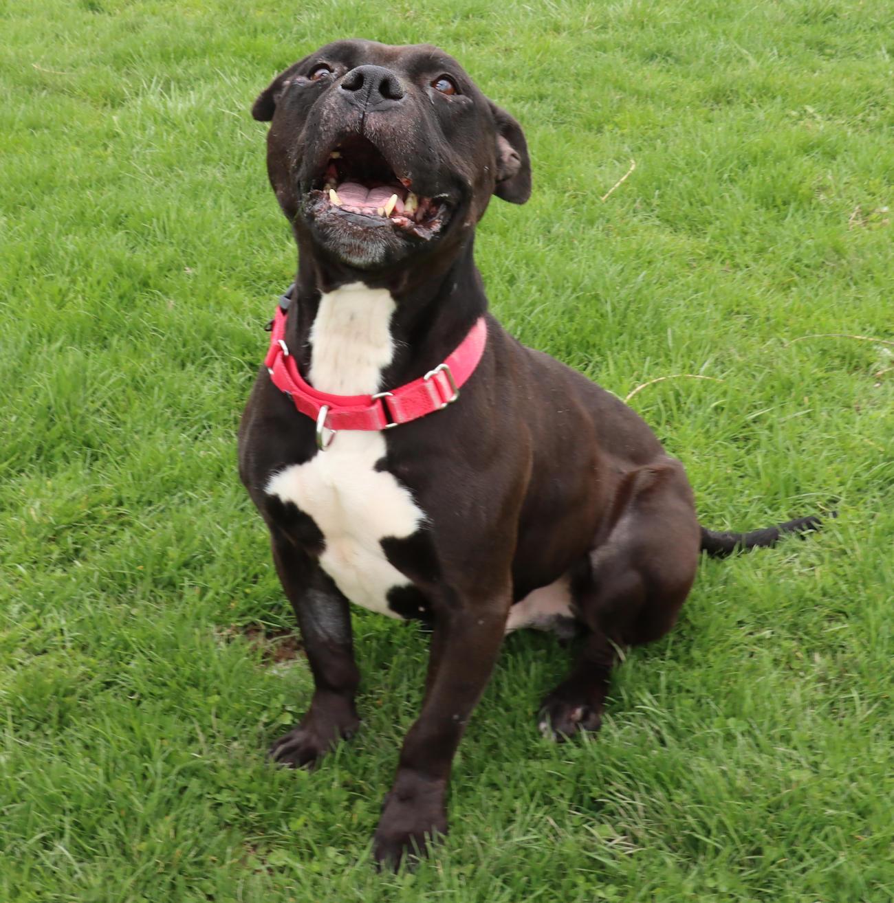 Enlarge Jet, a ADOPTABLE mixed breed in Euclid, OH image 6/6