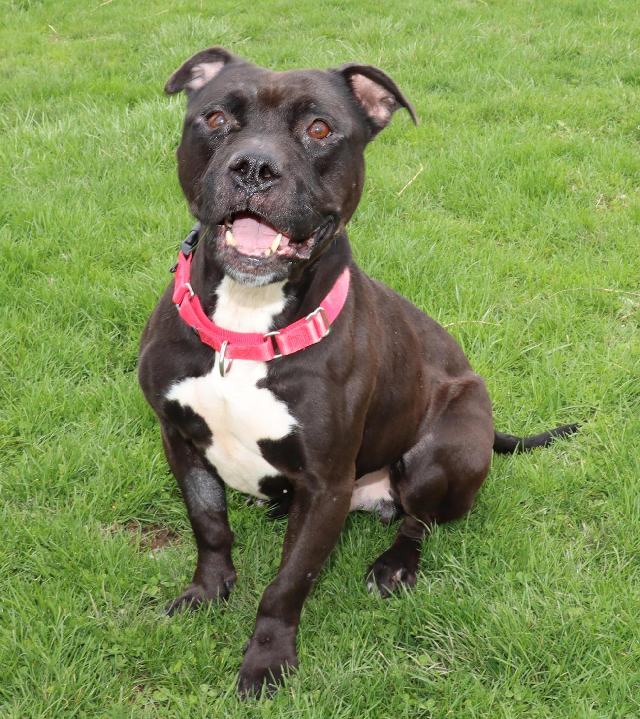 Enlarge Jet, a ADOPTABLE mixed breed in Euclid, OH image 5/6