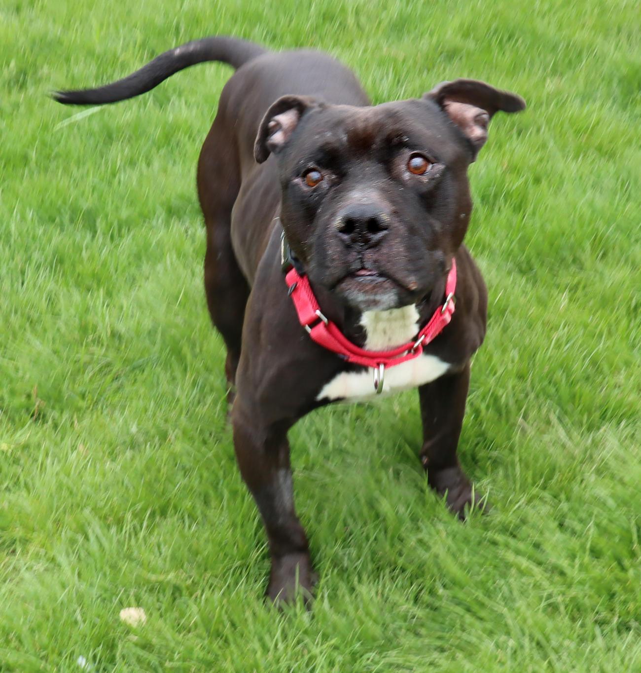 Enlarge Jet, a ADOPTABLE mixed breed in Euclid, OH image 2/6