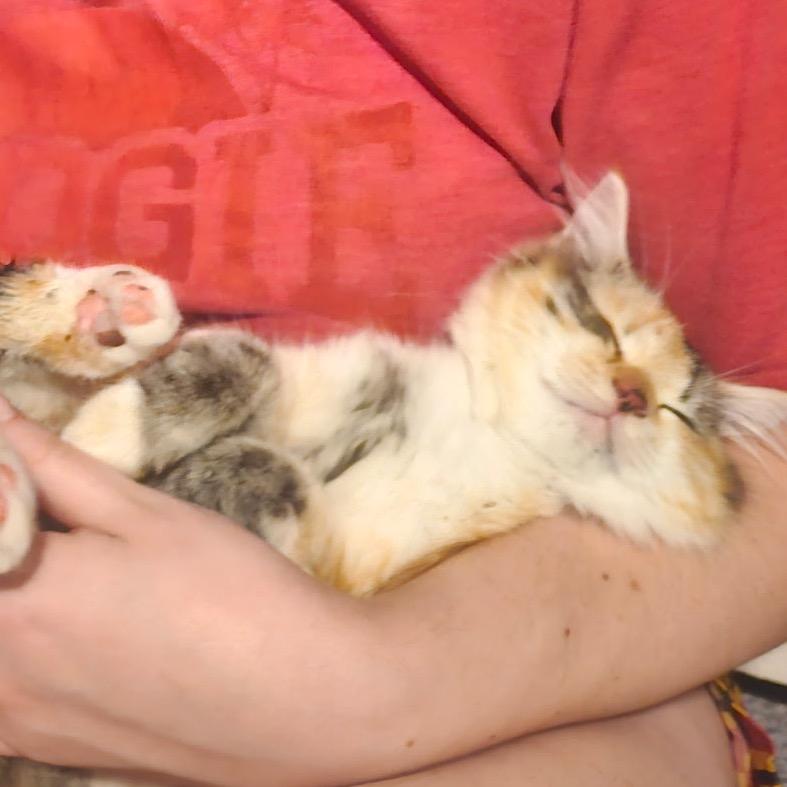 Scribbles, Adoptable, Kitten Female Domestic Long Hair.