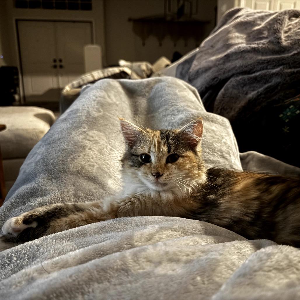 Enlarge Scribbles, a Adoptable Domestic Long Hair in North Port, FL image 2/5