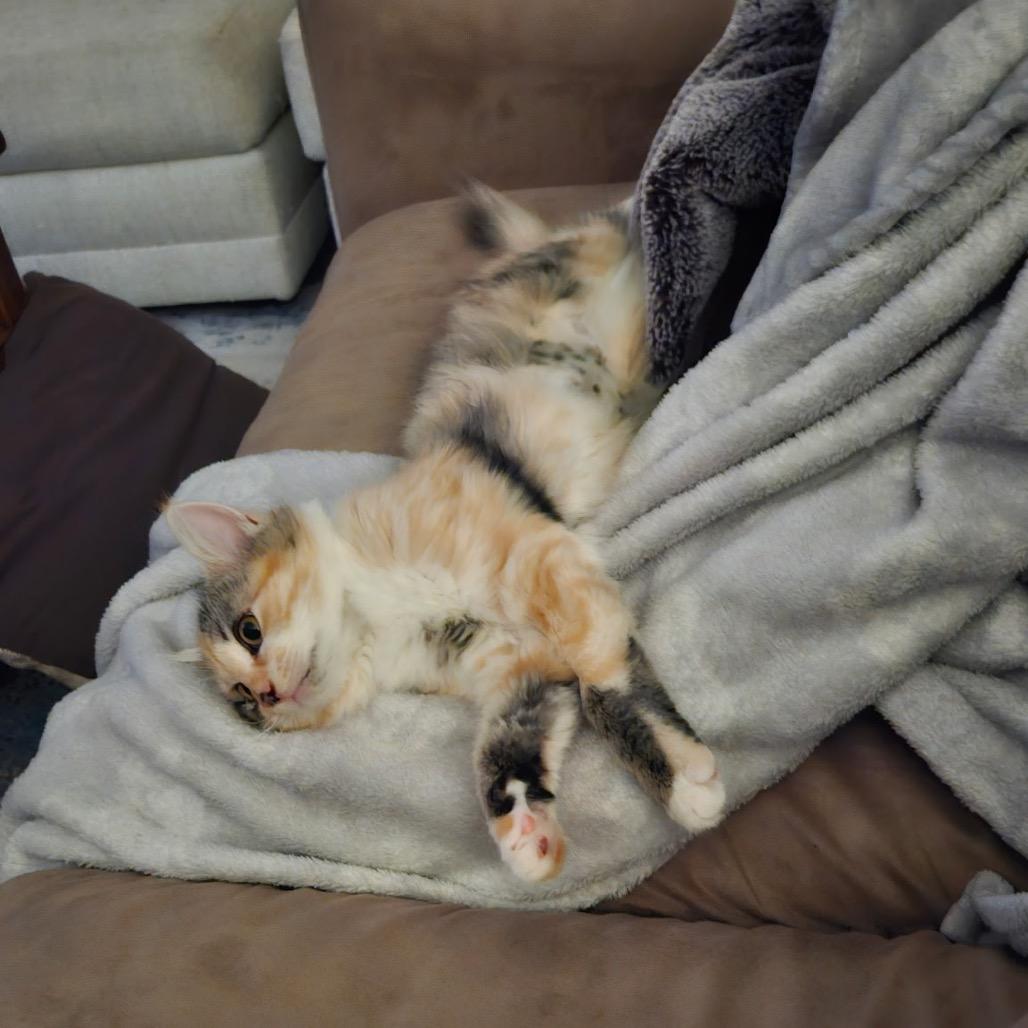 Enlarge Scribbles, a Adoptable Domestic Long Hair in North Port, FL image 4/5