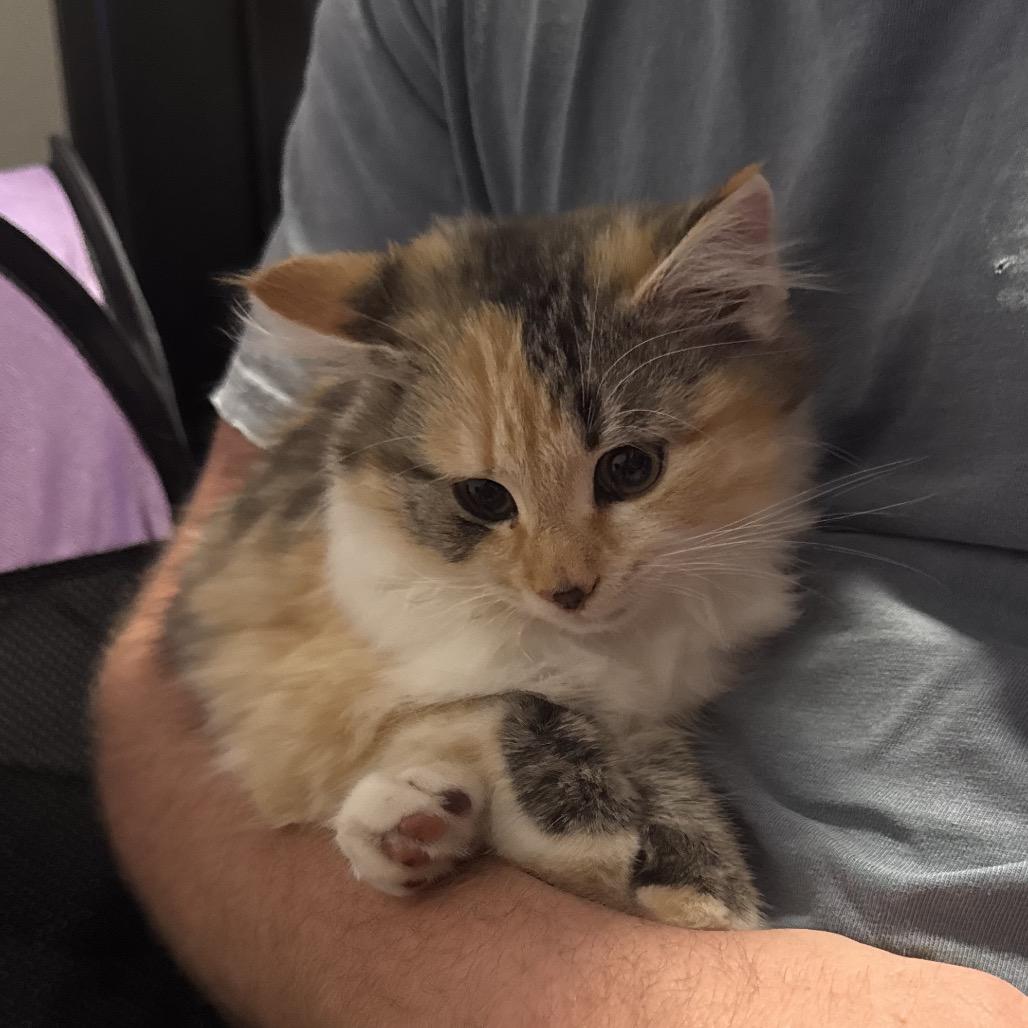 Enlarge Scribbles, a Adoptable Domestic Long Hair in North Port, FL image 5/5