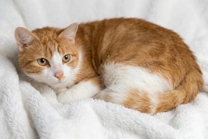 Augustus, ADOPTABLE, Adult Male Domestic Short Hair & American Shorthair.