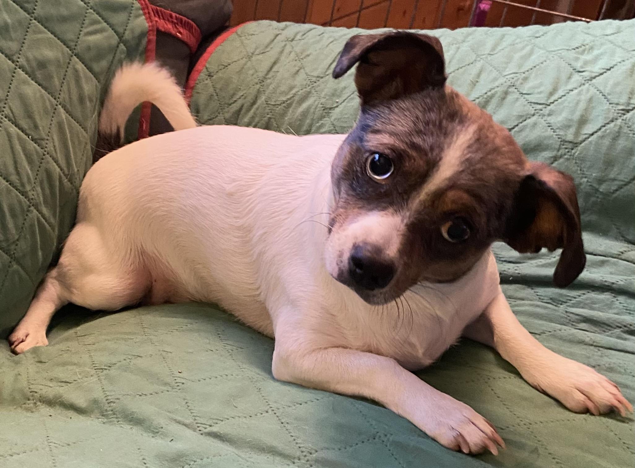 Cora, Adopted, Adult Female Chihuahua.