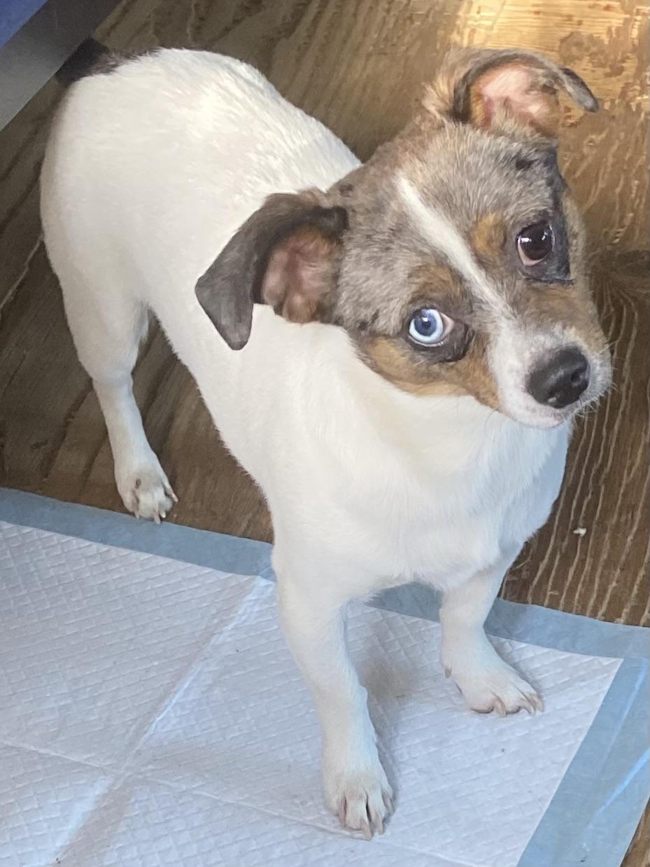 Enlarge Cora, a Adopted mixed breed in Anchorage, AK image 2/2