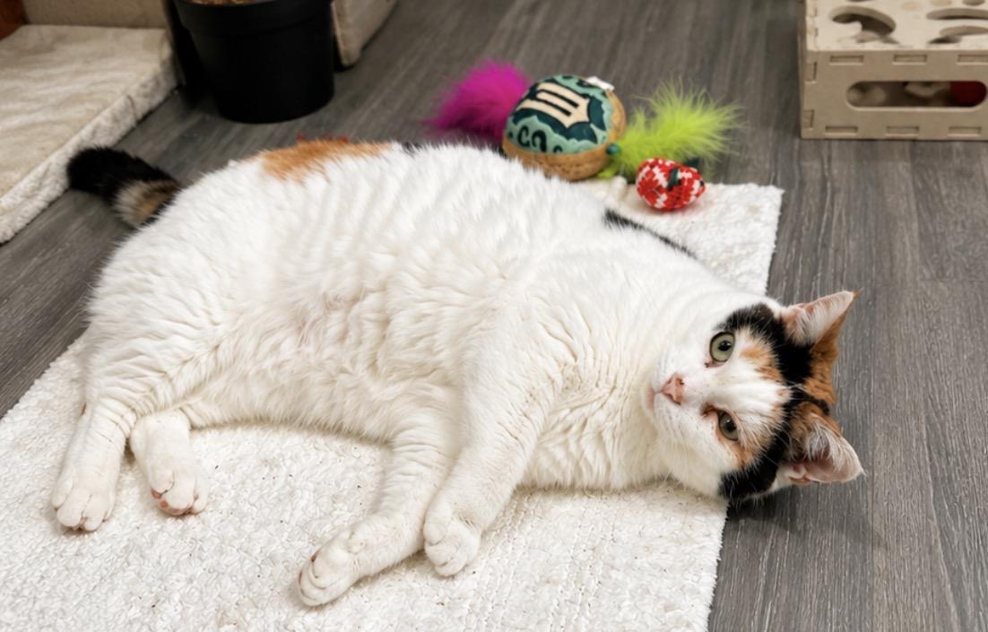 Enlarge Clary, a ADOPTABLE Domestic Short Hair in Youngstown, OH image 2/5