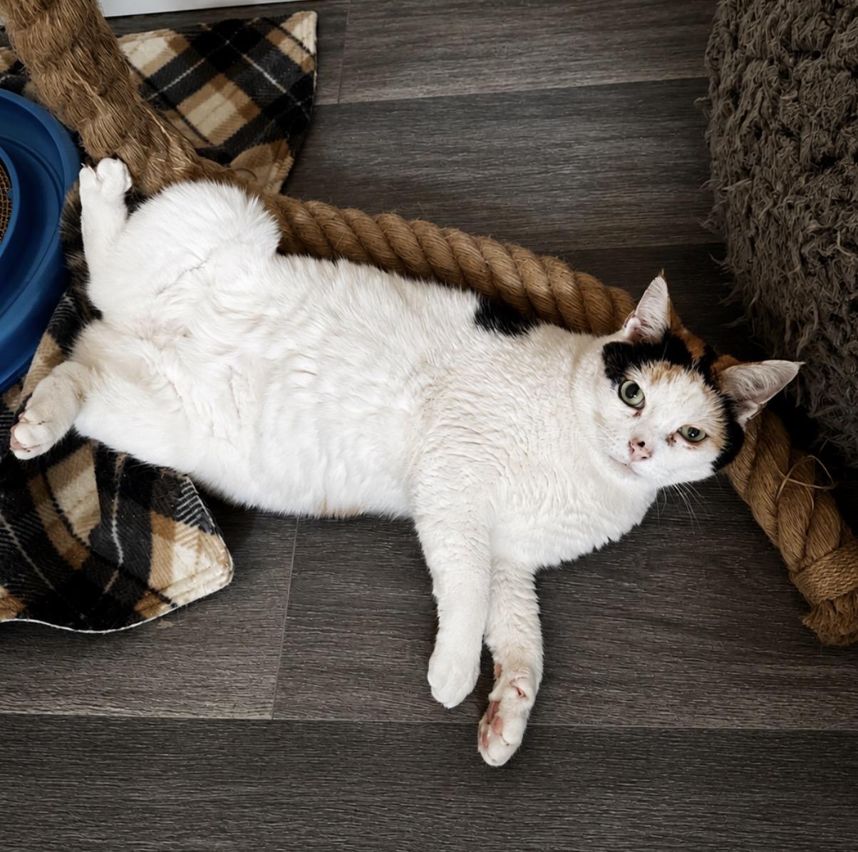 Clary - LONGEST RESIDENT, a ADOPTABLE Domestic Short Hair in Youngstown, OH image 4/6