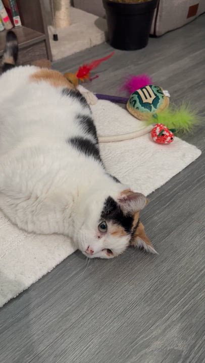 Enlarge Clary, a ADOPTABLE Domestic Short Hair in Youngstown, OH video 5/5