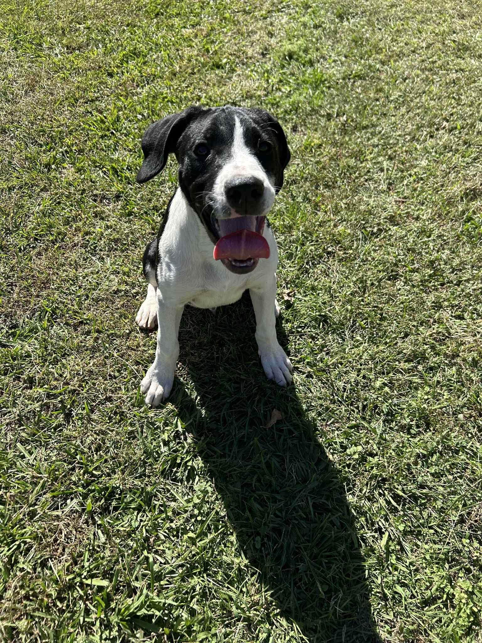 Enlarge Duke, a Adoptable Labrador Retriever in Redfield, AR image 1/2