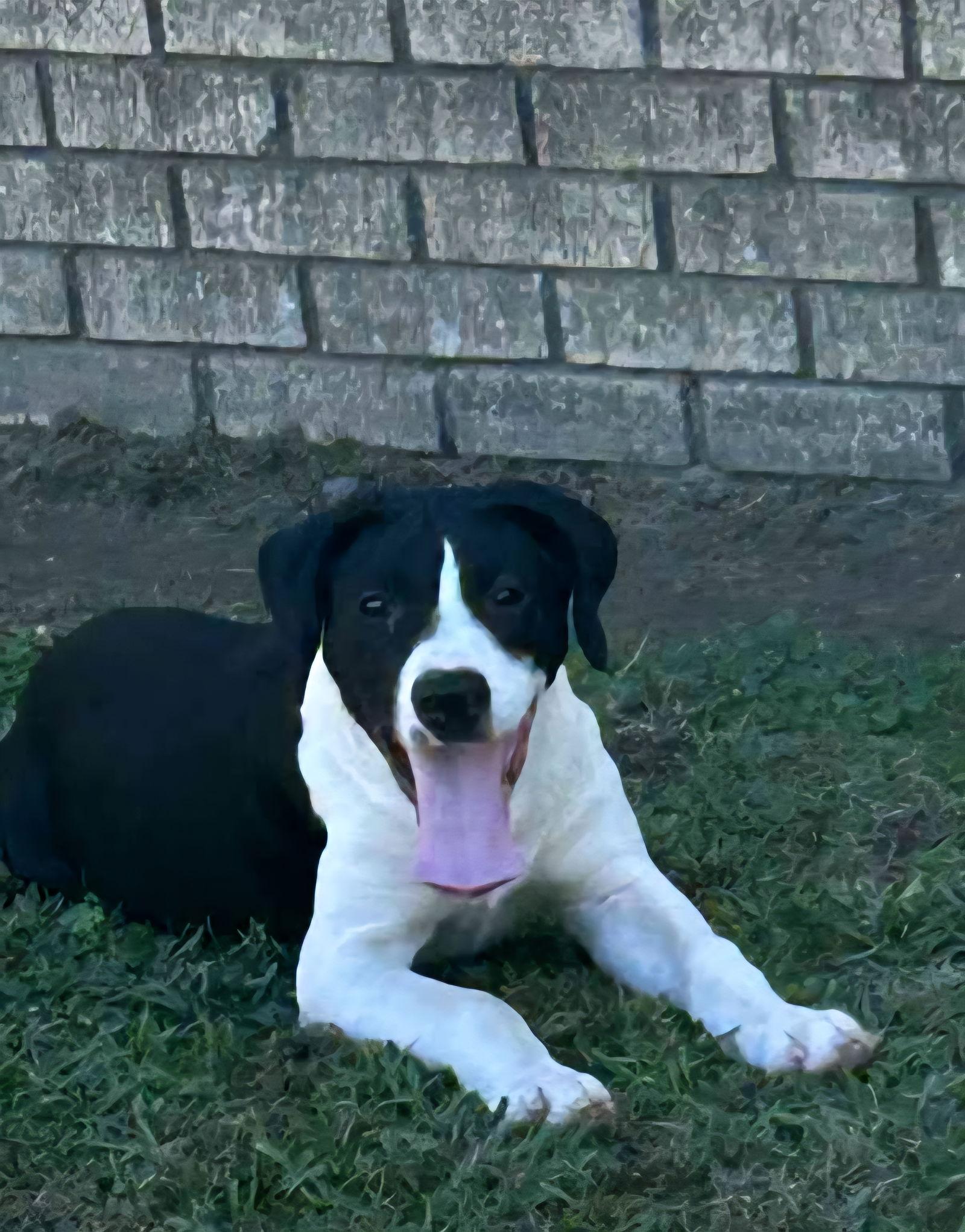 Enlarge Duke, a Adoptable Labrador Retriever in Redfield, AR image 2/2