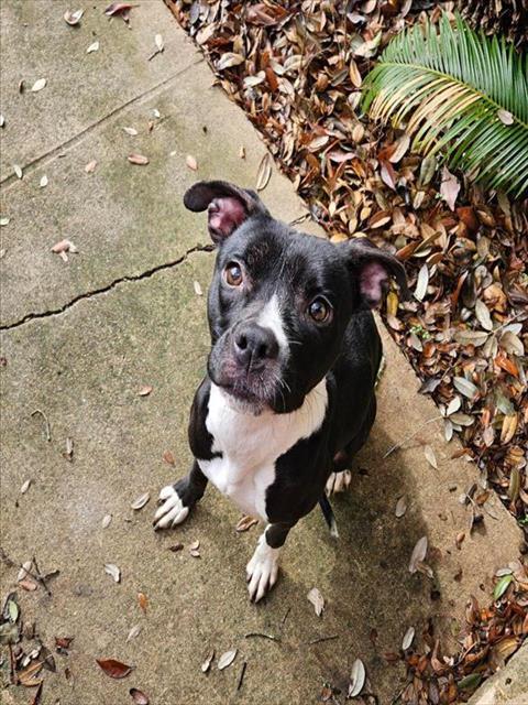 BUBBLES, Adoptable, Adult Female American Staffordshire Terrier.