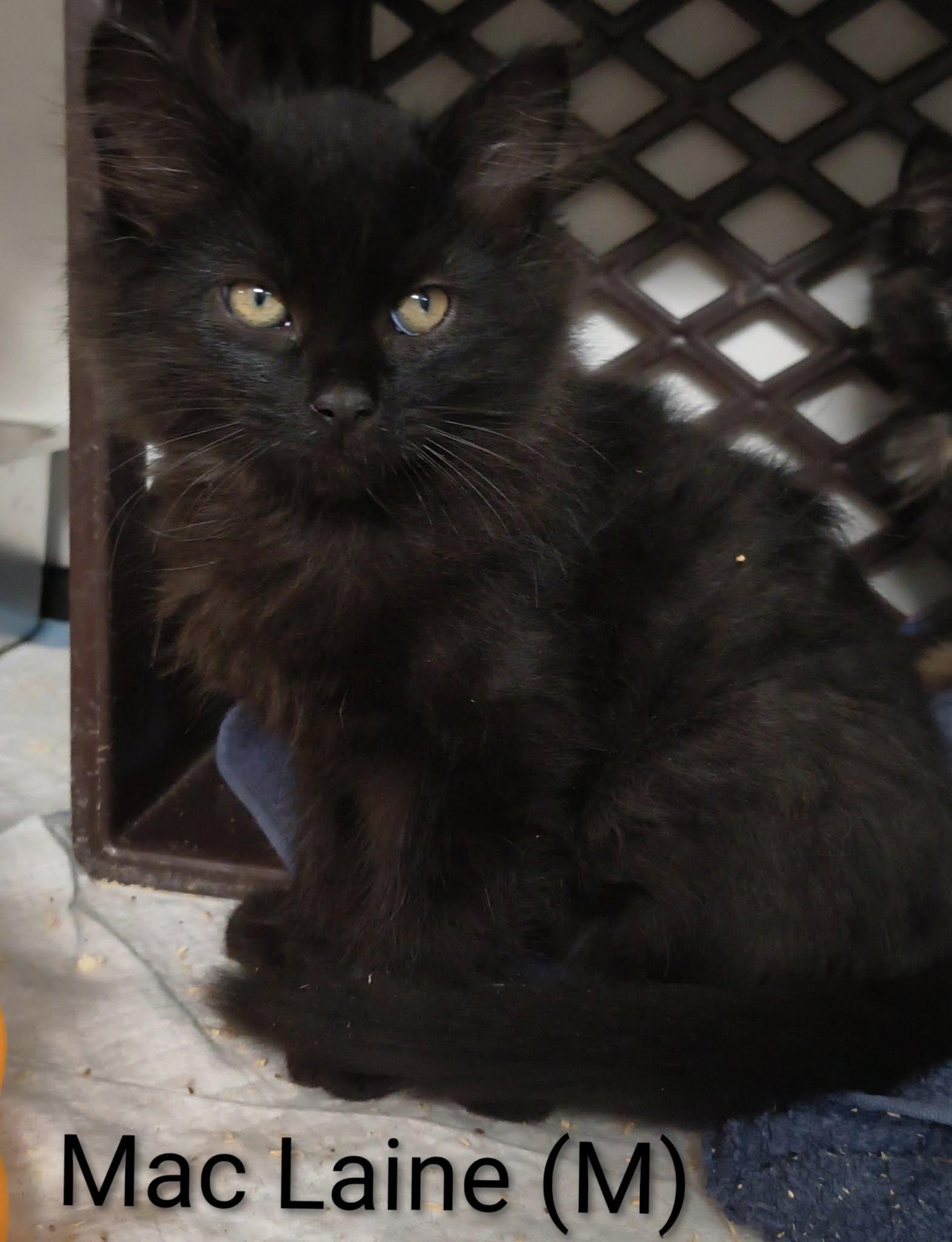 Mac Laine, Adopted, Kitten Male Domestic Medium Hair.