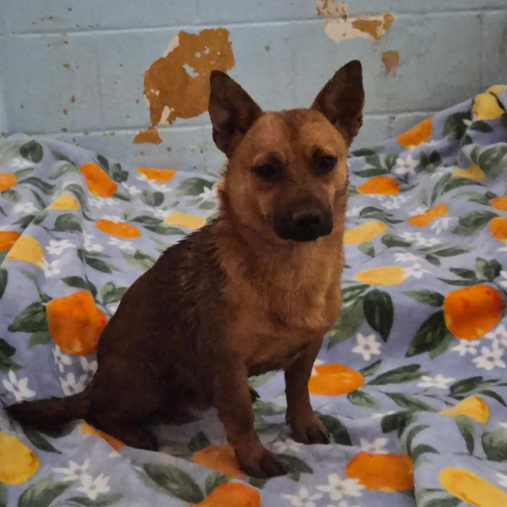 Rex, Adoptable, Young Male Chihuahua & Jack Russell Terrier.