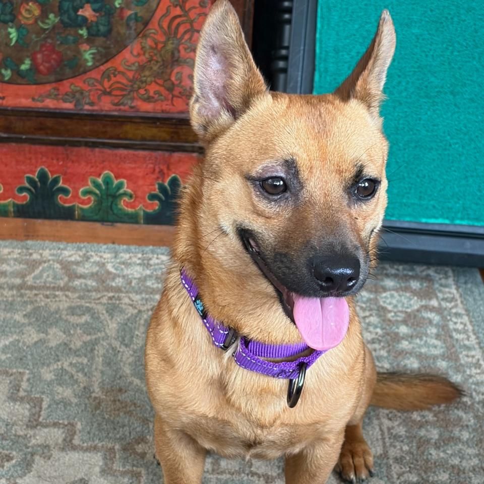 Rex, a Adoptable mixed breed in Wahiawa, HI image 2/4