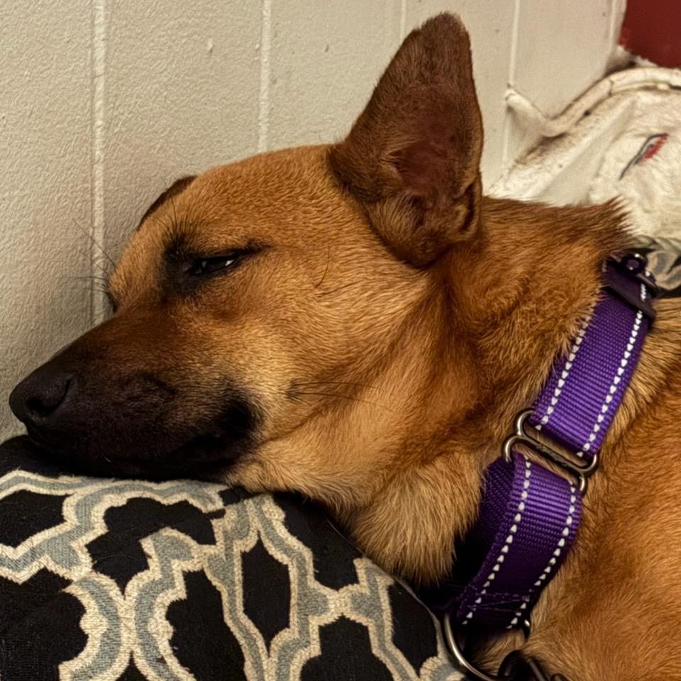 Rex, a Adoptable mixed breed in Wahiawa, HI image 3/4