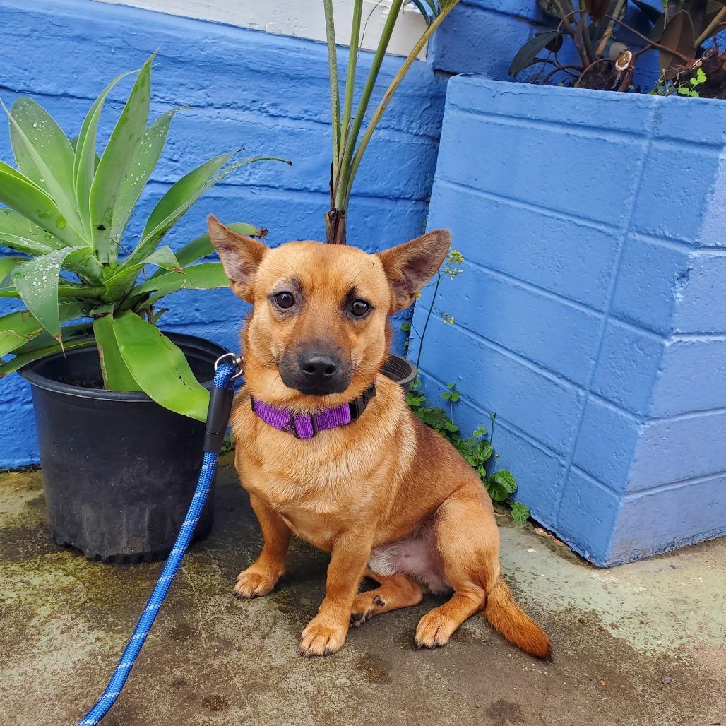 Rex, a Adoptable mixed breed in Wahiawa, HI image 4/4