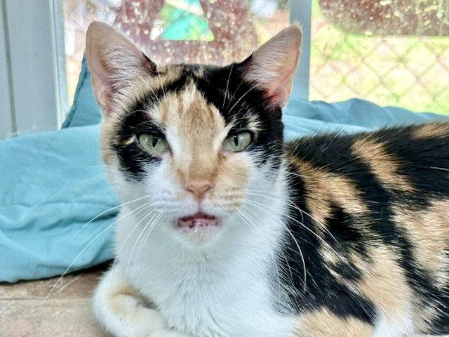 Gwen, Adoptable, Adult Female Domestic Medium Hair.