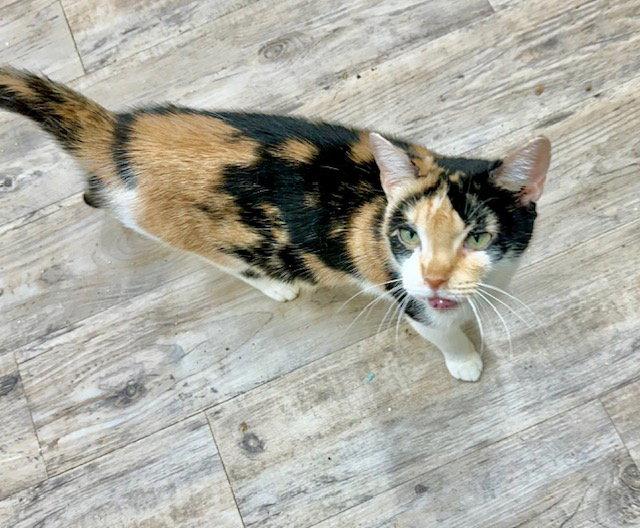 Enlarge Gwen, a Adoptable Domestic Medium Hair in Winton, NC image 2/3