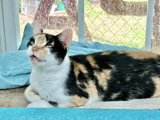 Enlarge Gwen, a Adoptable Domestic Medium Hair in Winton, NC image 3/3