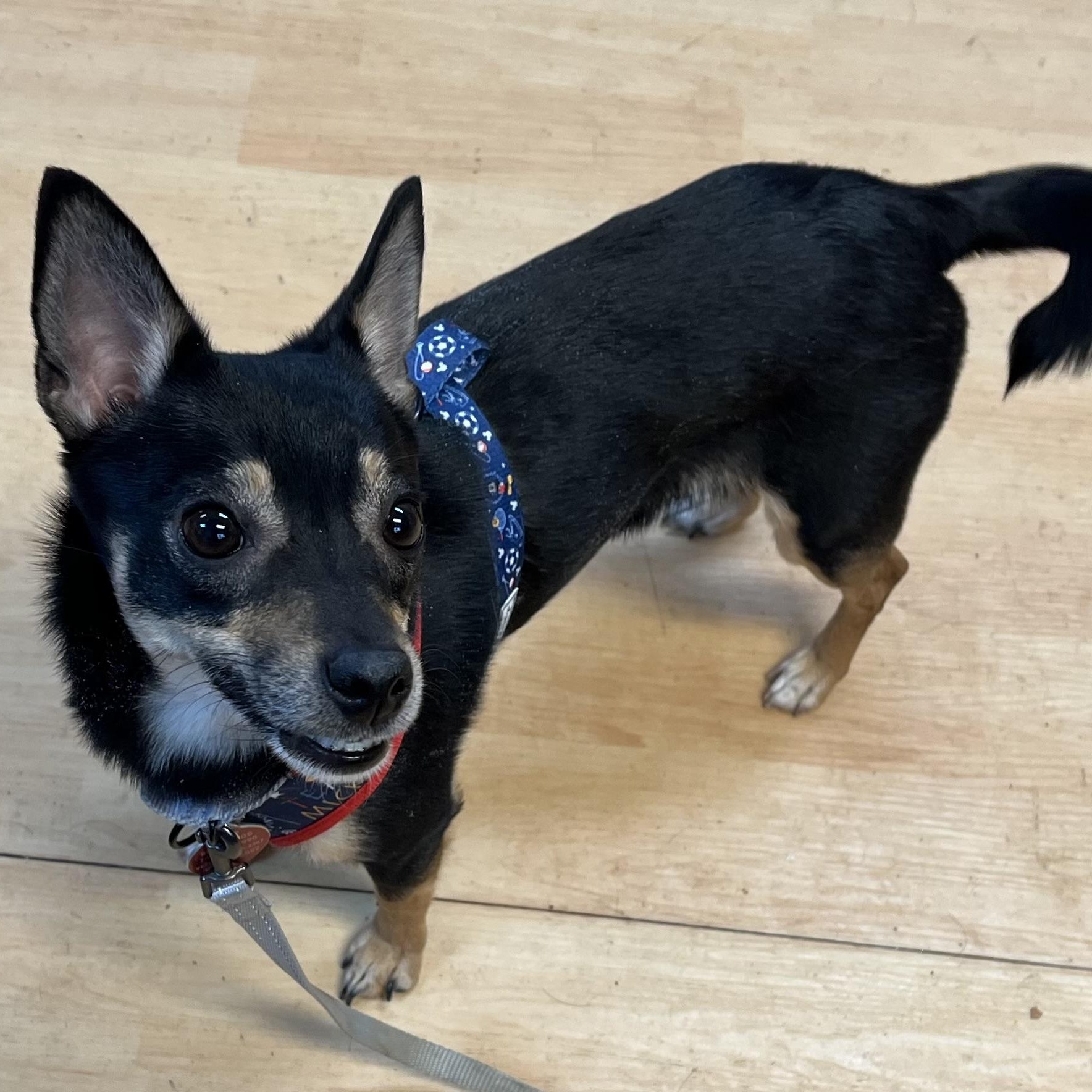 Roxy, ADOPTABLE, Adult Female Chihuahua.