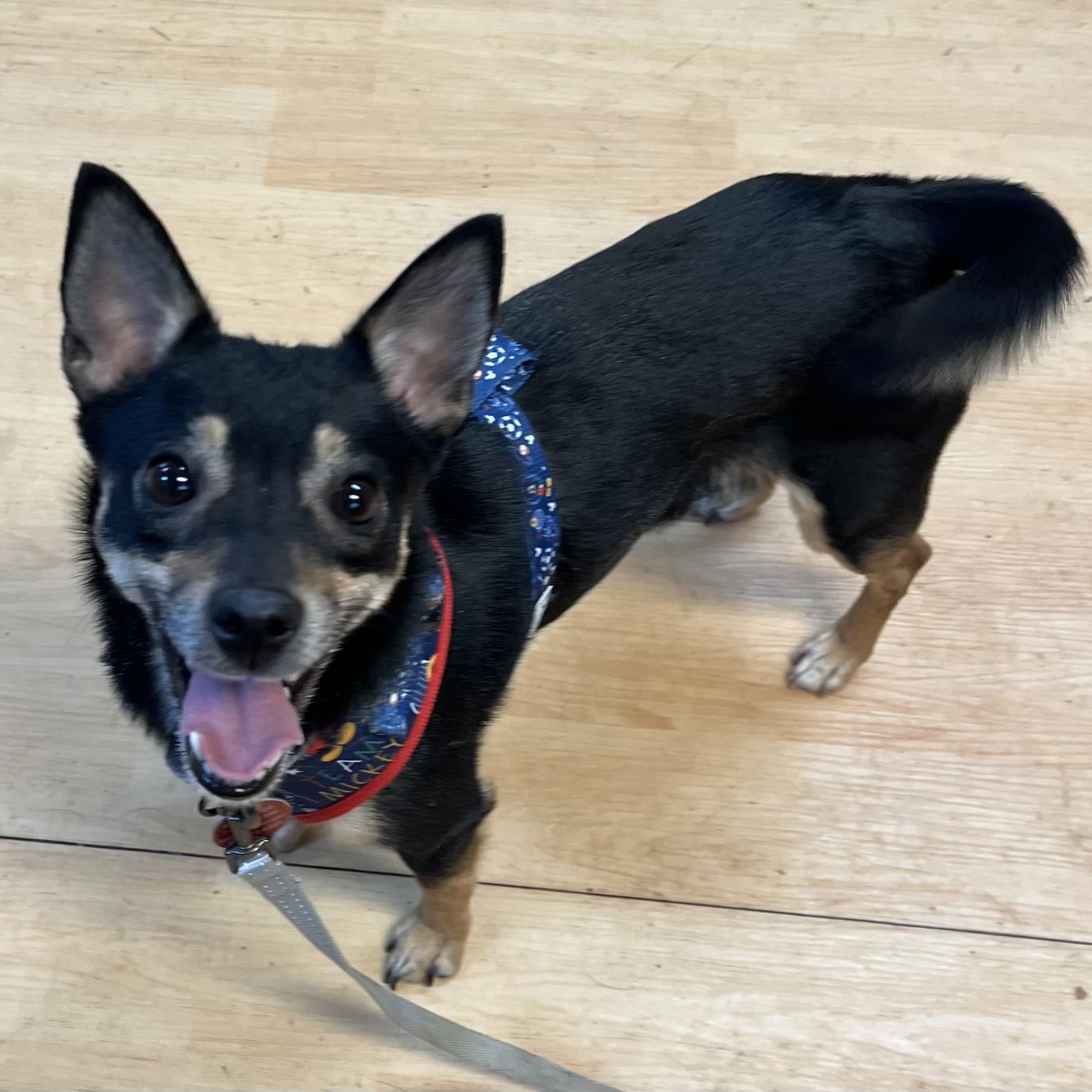 Enlarge Roxy, a ADOPTABLE Chihuahua in Washington, PA image 5/5