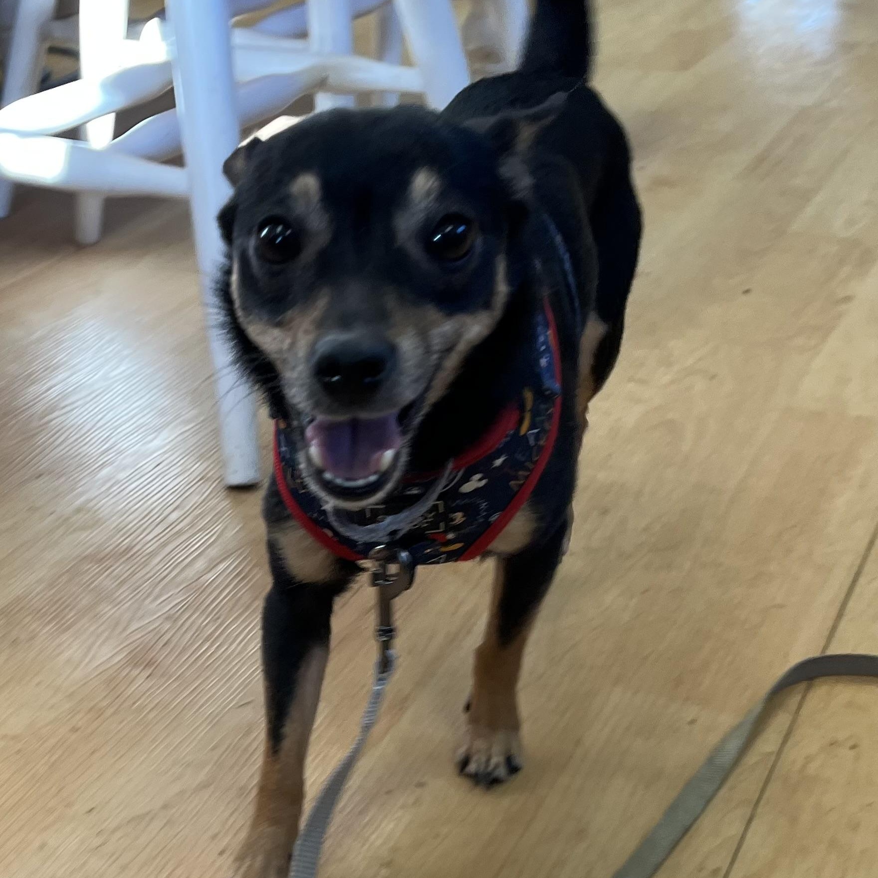 Enlarge Roxy, a ADOPTABLE Chihuahua in Washington, PA image 4/5