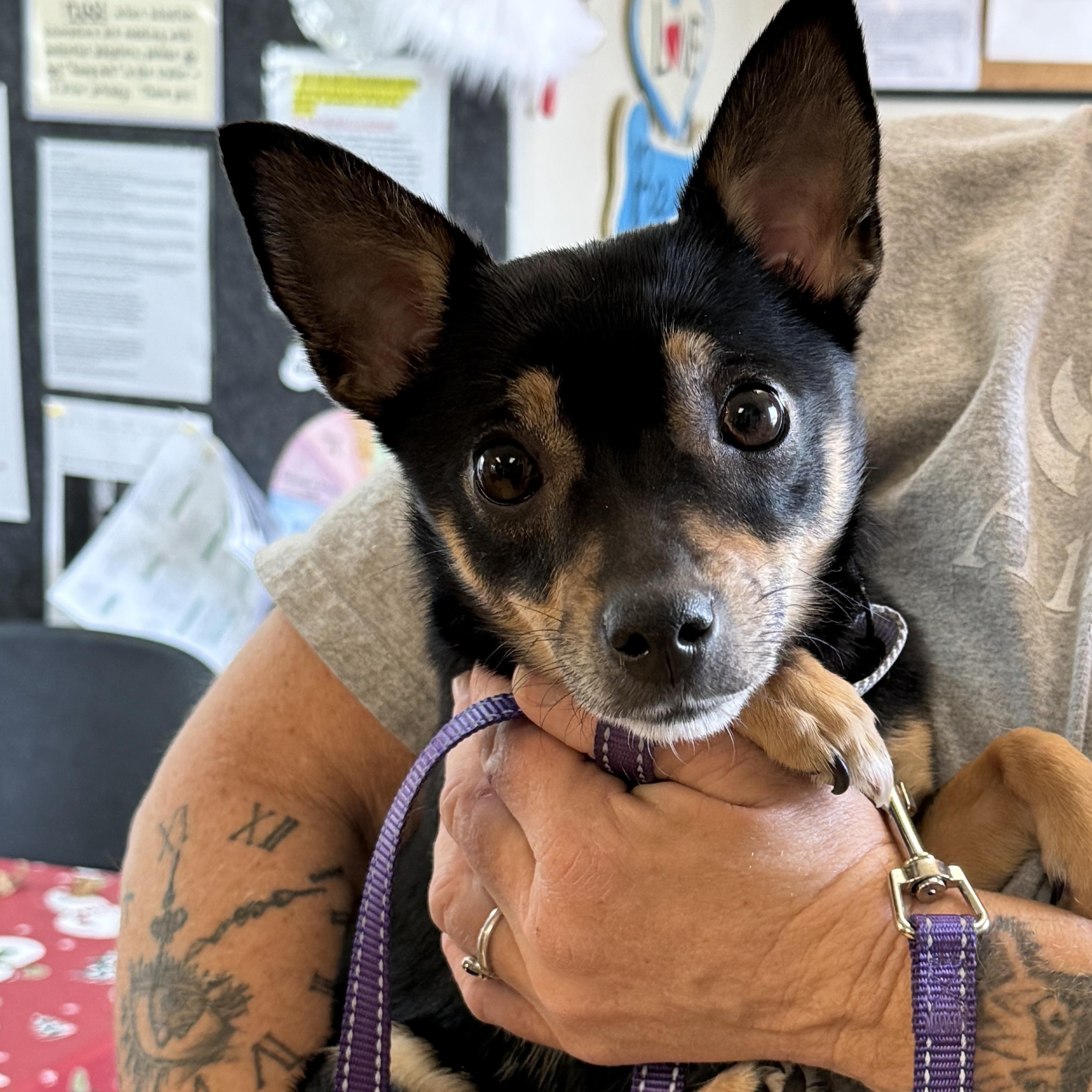 Enlarge Roxy, a ADOPTABLE Chihuahua in Washington, PA image 2/5
