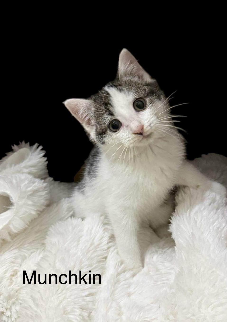 Enlarge Munchkin, a ADOPTABLE Domestic Short Hair in Stevensville, MI image 1/1