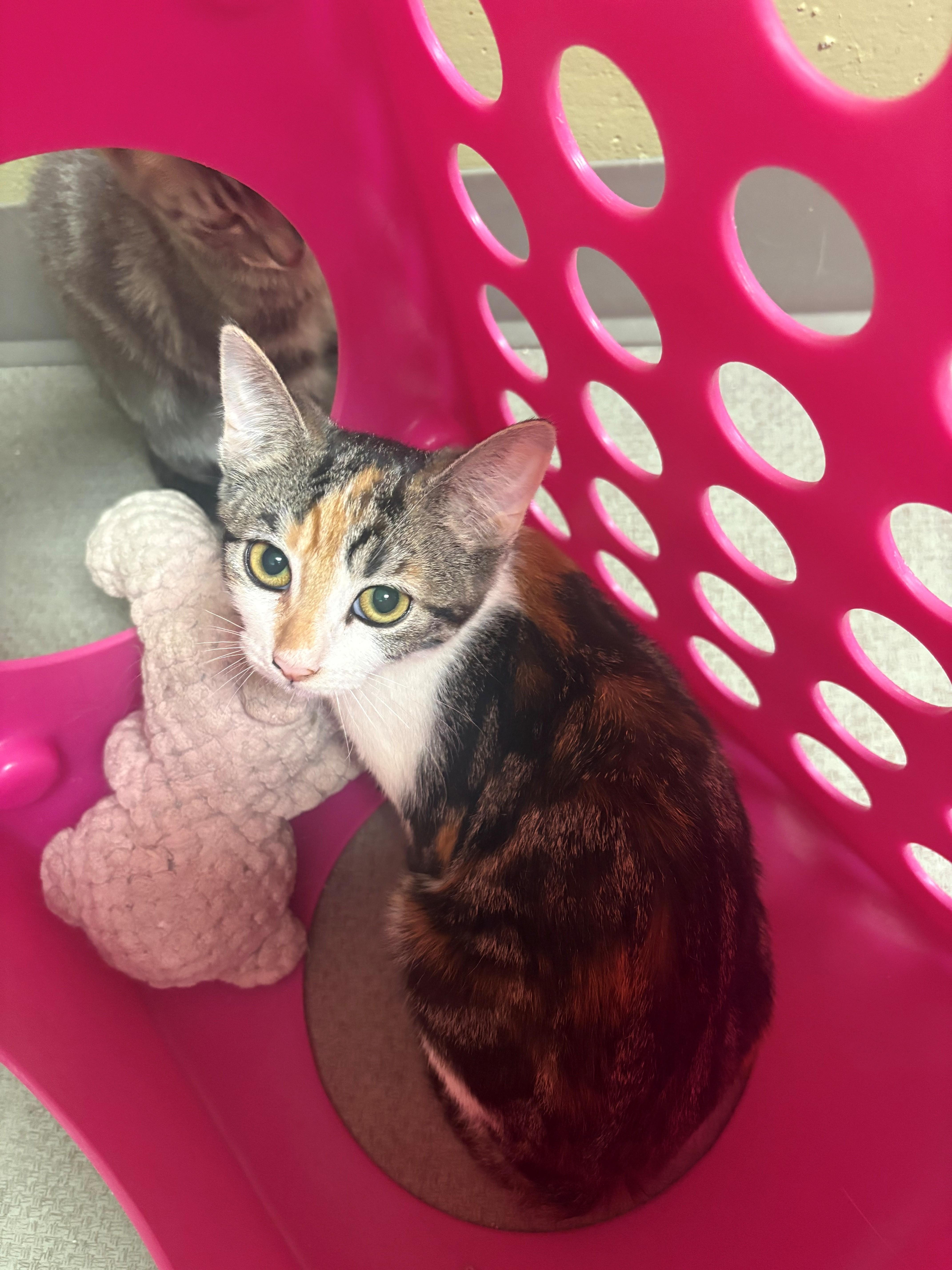 Enlarge Beatrice, a ADOPTABLE Domestic Short Hair in Grass Valley, CA image 1/1
