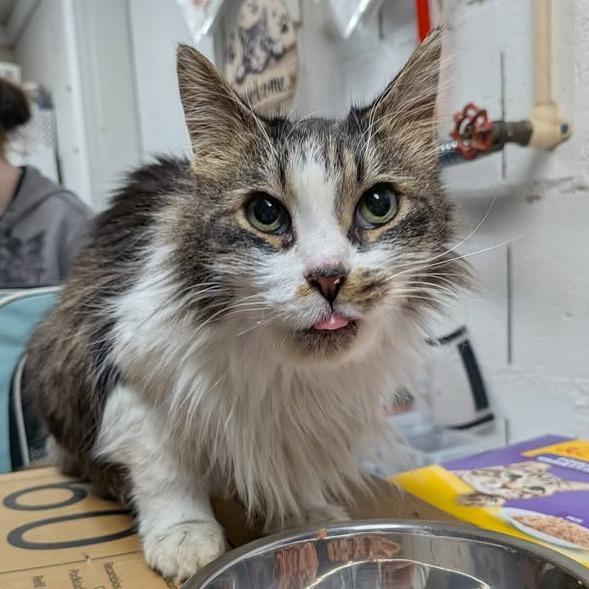 Enlarge Vivian, a Adoptable Domestic Long Hair in Greenville, PA image 1/4