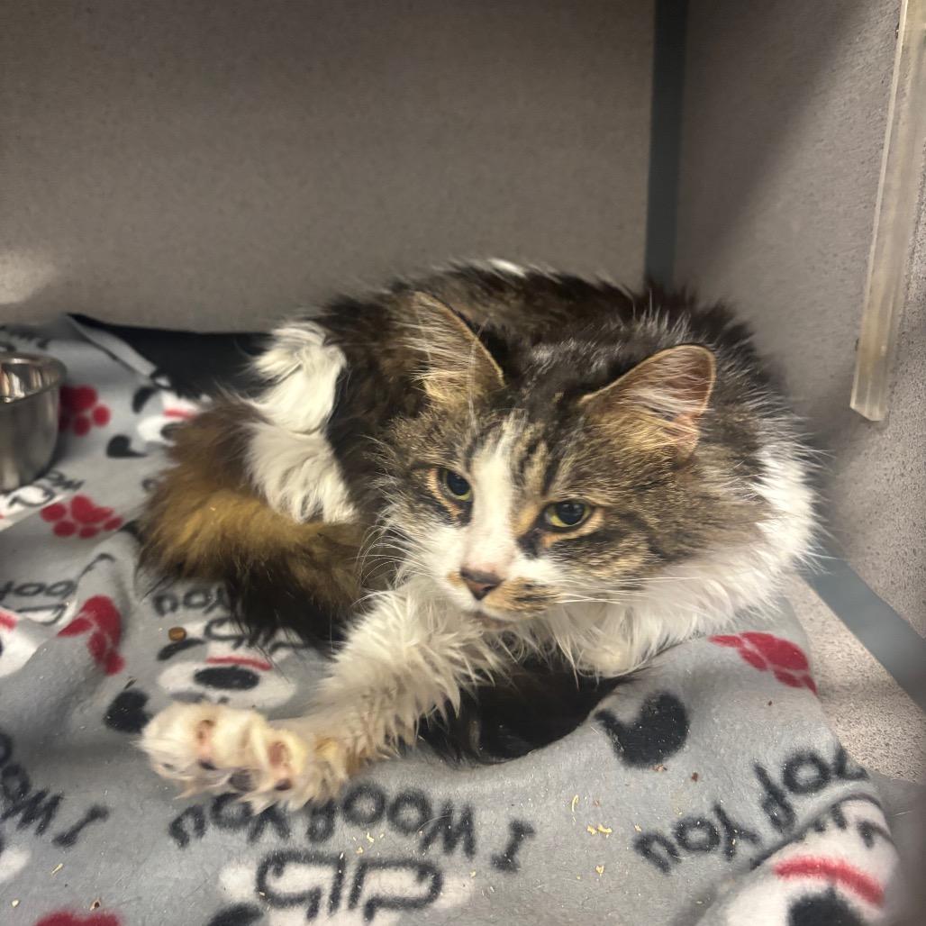 Enlarge Vivian, a Adoptable Domestic Long Hair in Greenville, PA image 2/4