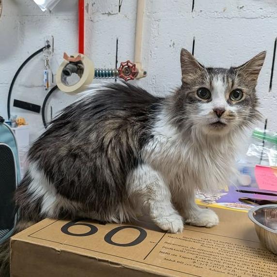 Enlarge Vivian, a Adoptable Domestic Long Hair in Greenville, PA image 3/4