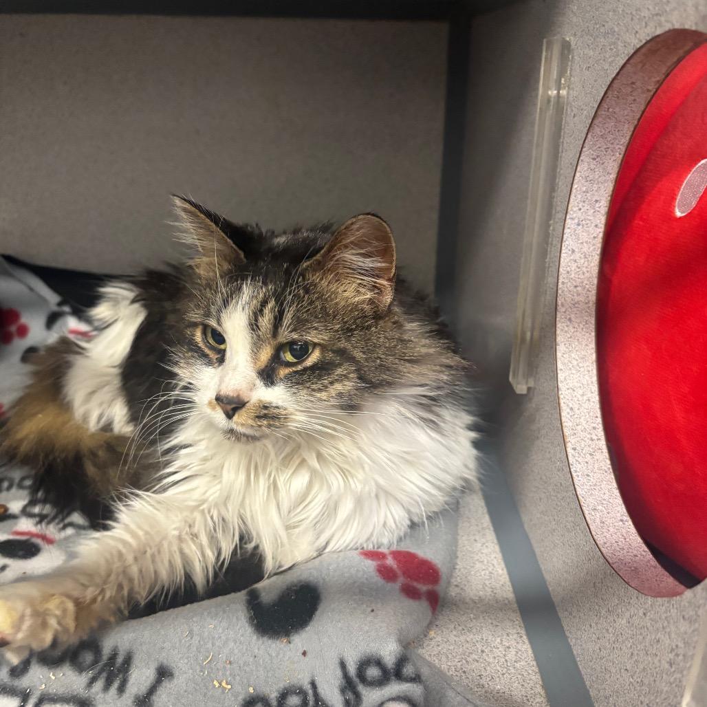 Enlarge Vivian, a Adoptable Domestic Long Hair in Greenville, PA image 4/4