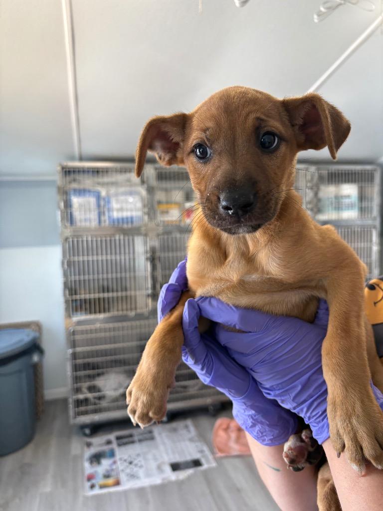 Phoebe, Adoptable, Puppy Female Mixed Breed.