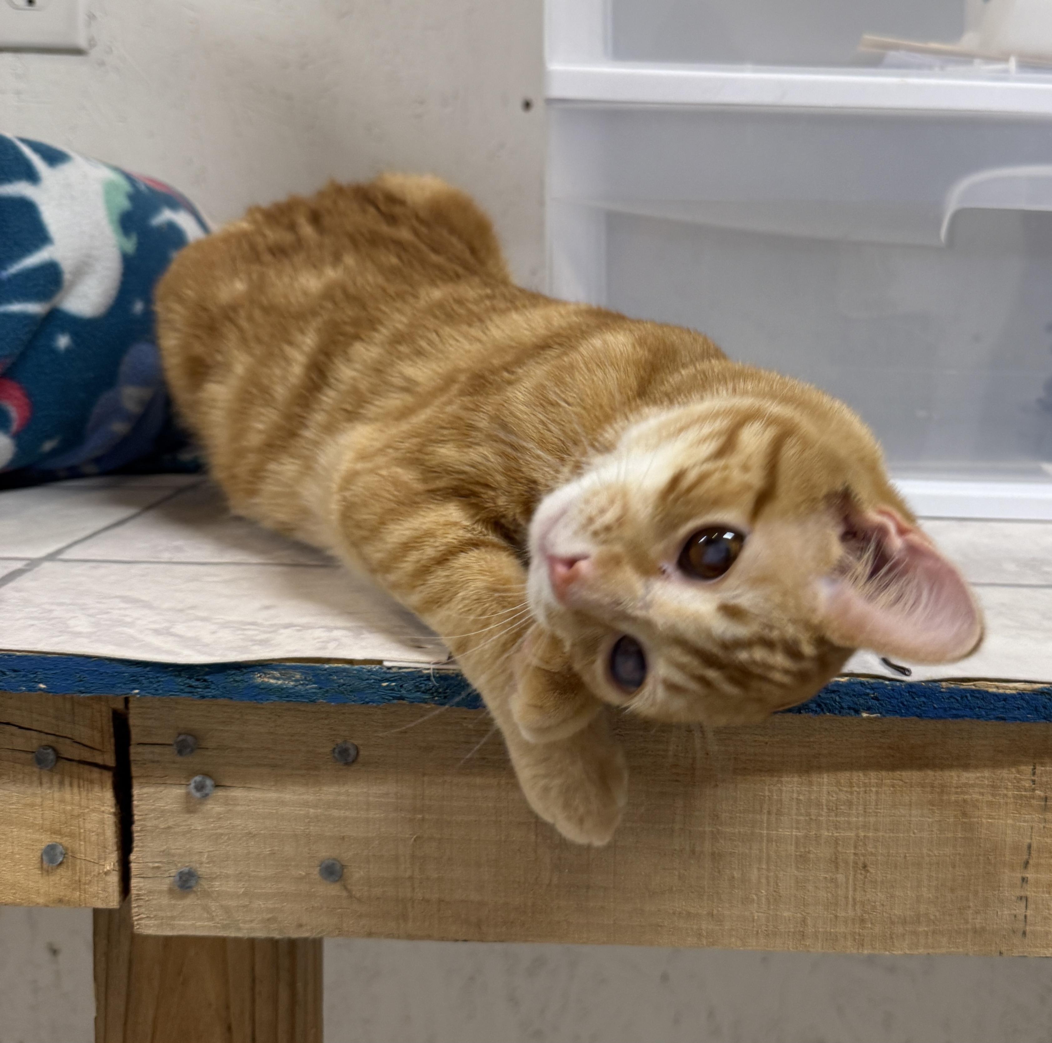 Enlarge Tang, a Adoptable Tabby in Talbott, TN image 4/4